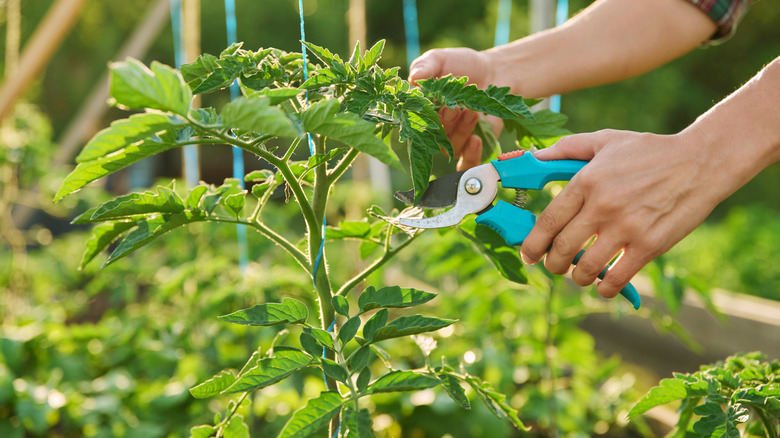 A pair of light-skinned hand are about to prune a tomato plant.