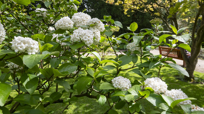 White puffs of snowball viburnum catch sunlight in a park.