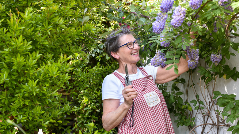 A mature light-skinned woman prunes her abundant wisteria.