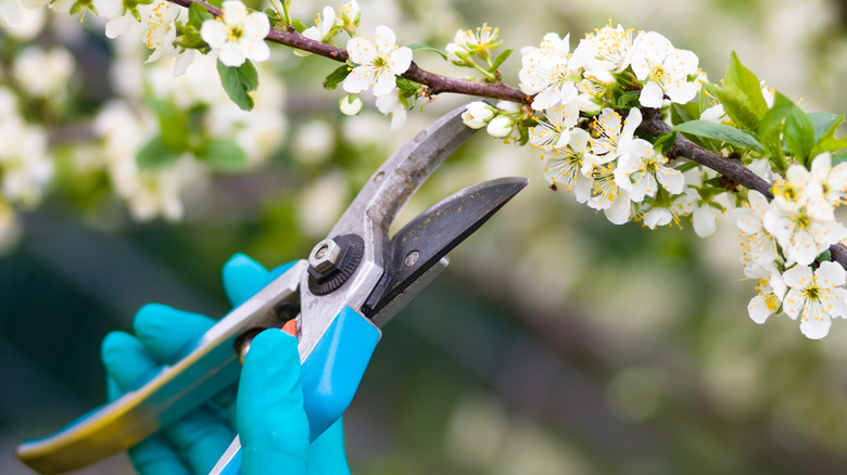 hand pruning a branch