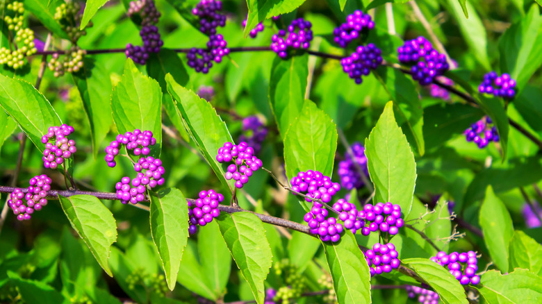 American beautyberry plant with ripe purple fruits