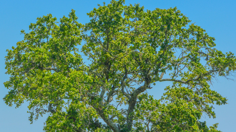 Green leaves on the branches of an American elm