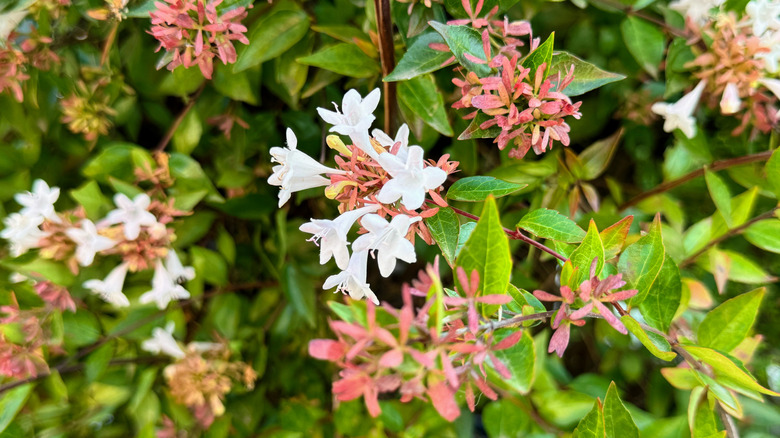 Glossy abelia flowers and foliage