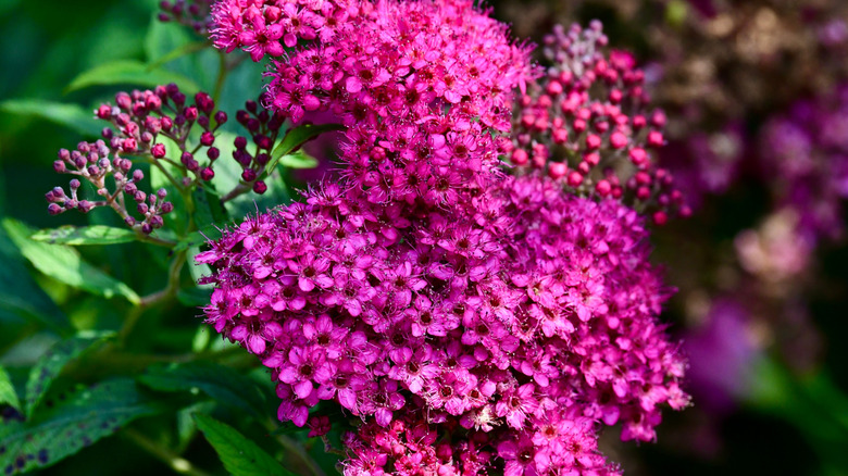 Blooming pink flowers of Japanese spirea
