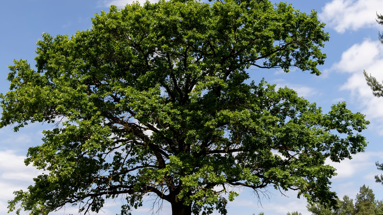 Tall oak tree in a field