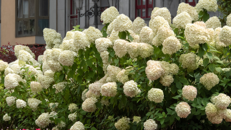 Panicle hydrangea shrub in front of a home