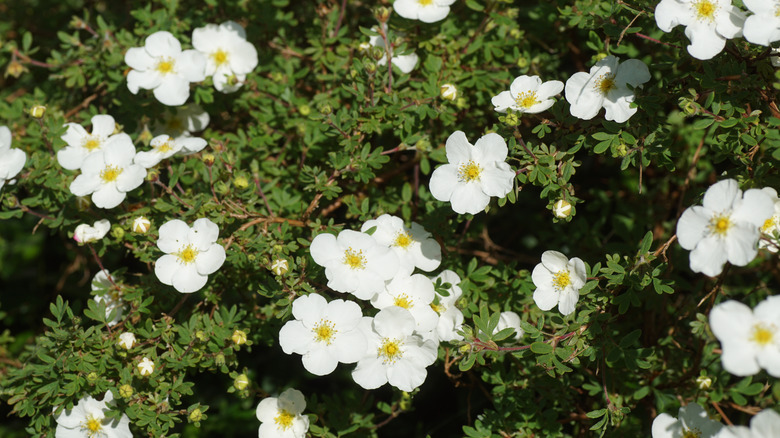 Potentilla shrub with blooming white flowers