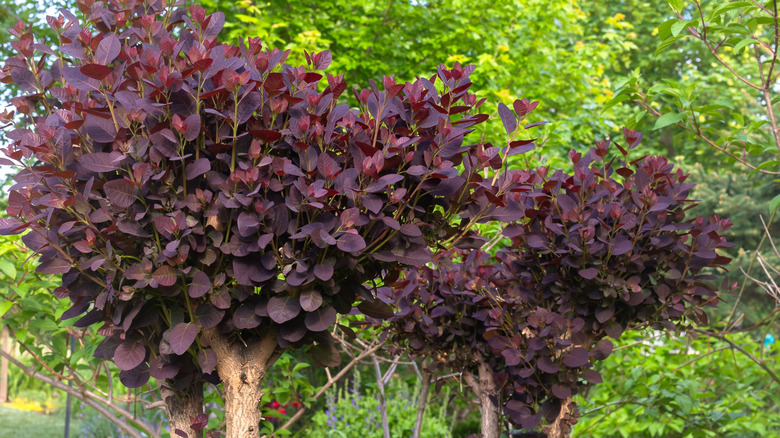 A purple smokebush growing in a garden