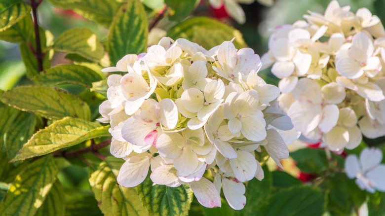 White flowers of smooth hydrangea in bloom