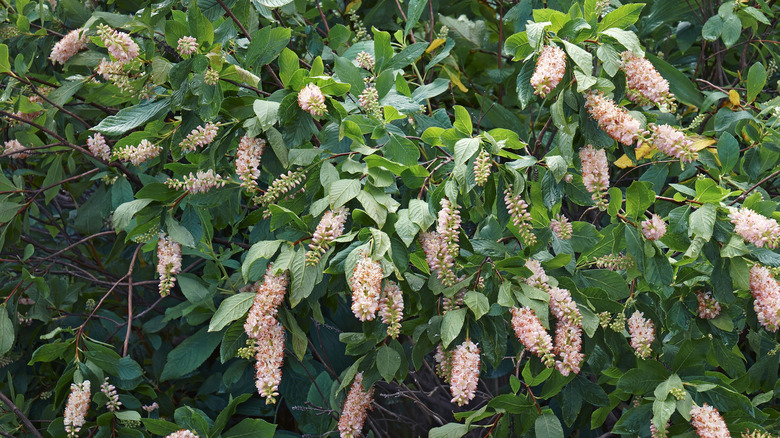 Summersweet clethra plant growing in garden