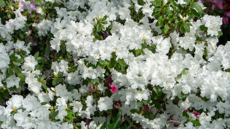 White azalea bushes with some pink and lavender flowers.