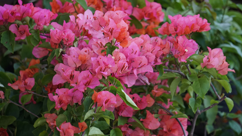 A bright pink bougainvillea in bloom.