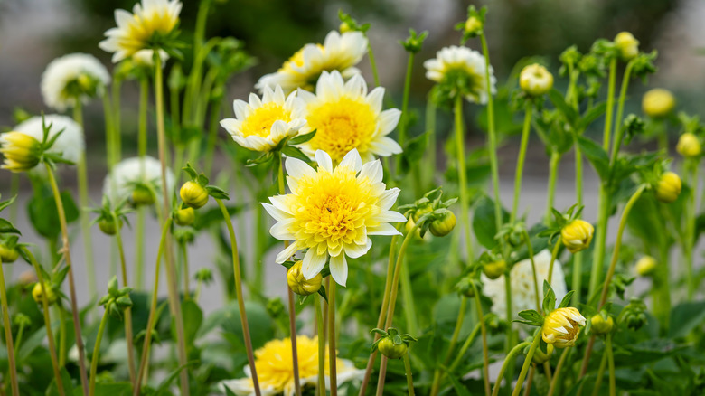 Yellow dahlias in bloom outdoors.