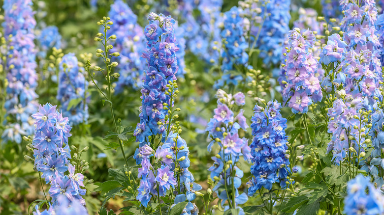 Lavender and blue delphiniums in bloom.