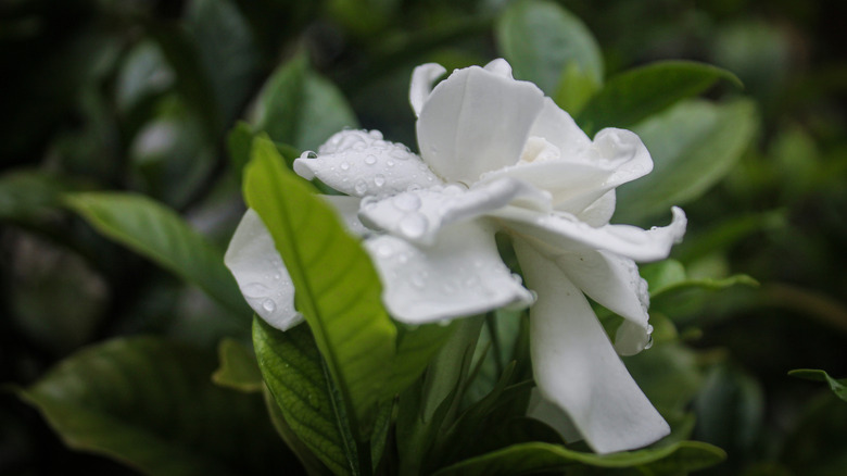 A white gardenia with green foliage.