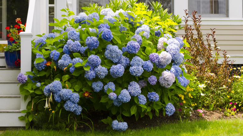 A blue hydrangea bush grows by the front porch of a house.
