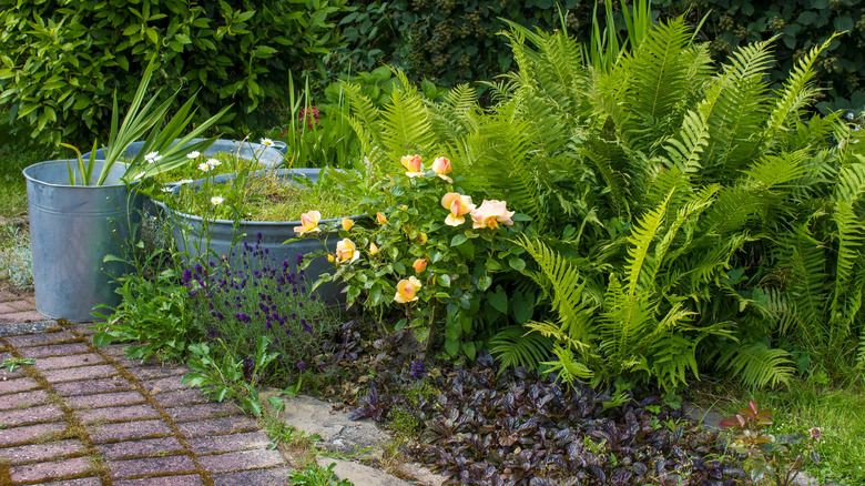 Roses, ferns, and other plants growing in tin containers and in a garden bed by a paved pathway.
