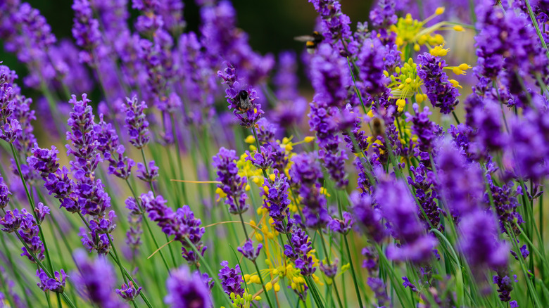Lavender in bloom in a field with a few yellow flowers.