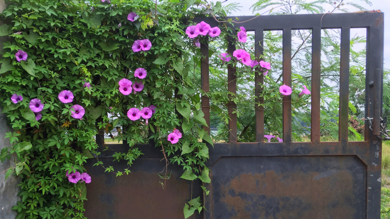A pink morning glory vine clambers over a metal fence.