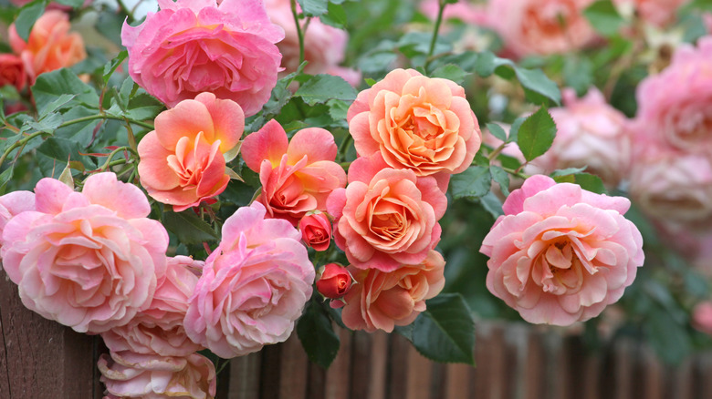 Peach and pink roses in bloom over a brown garden fence.
