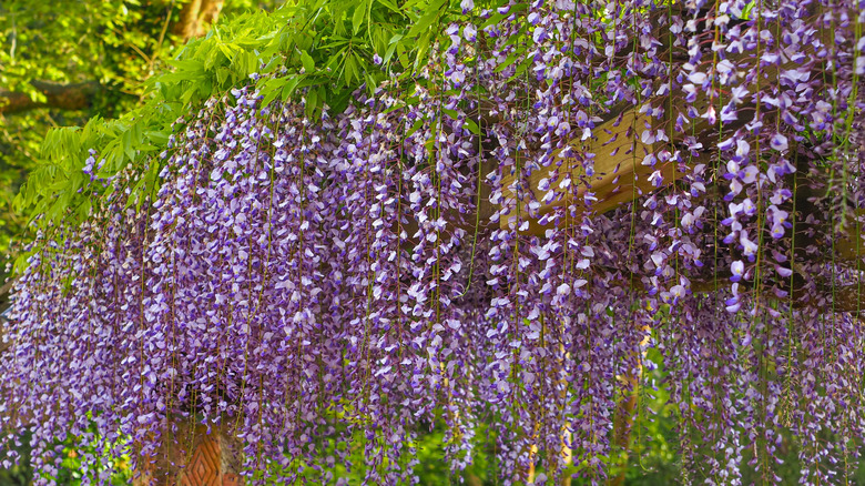 Wisteria grows along the top of a pergola.