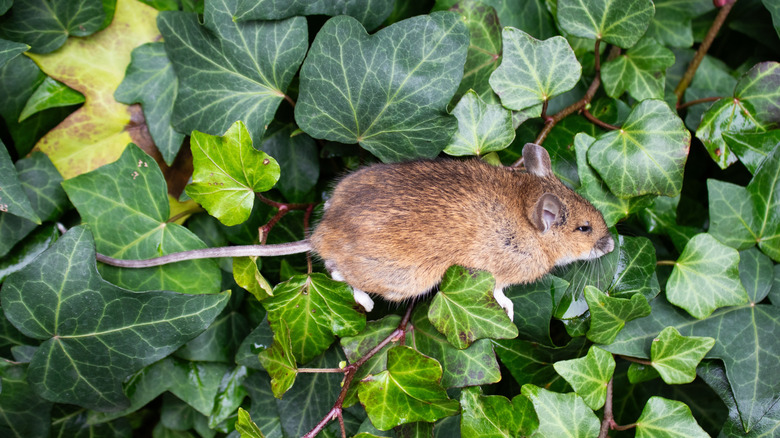 Small brown mouse climbing green ivy leaves