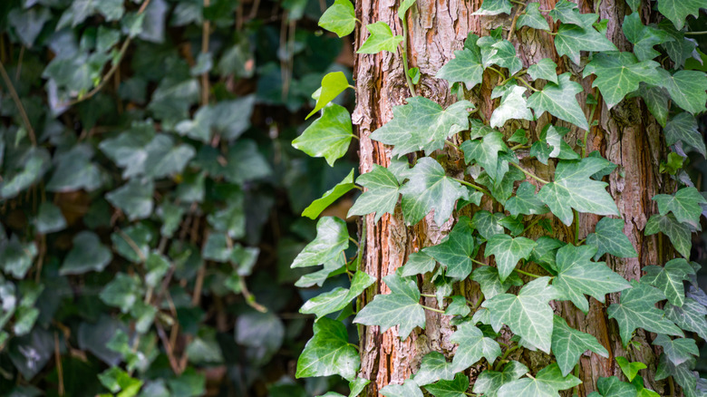 Close-up green English ivy (Hedera helix, European ivy) on pine trunk.