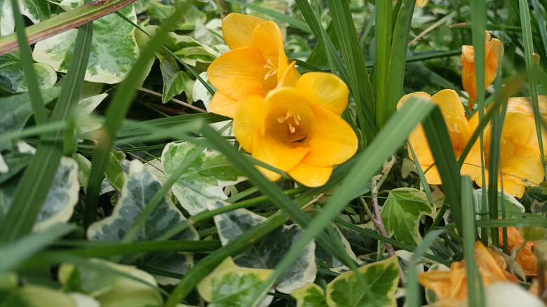 Yellow freesia growing through English Ivy