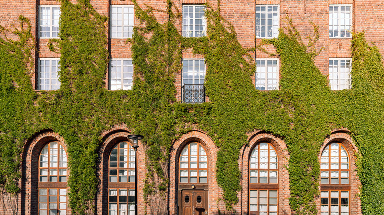 A large brick home with its walls covered in ivy