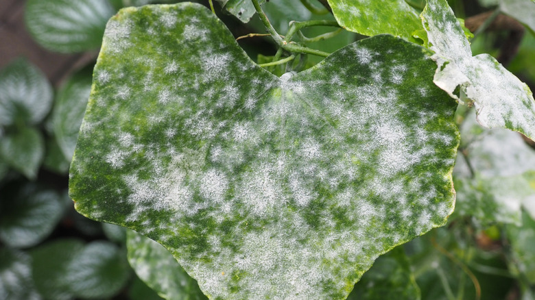 powdery mildew or oidium sp on the leaf surface Ivy