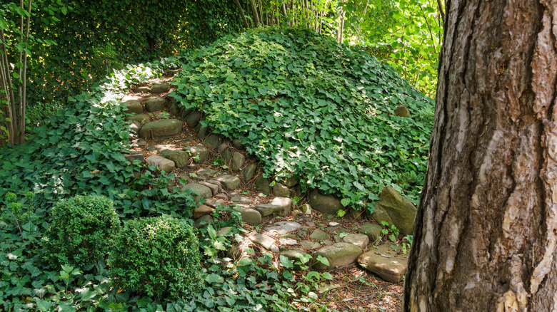 Stone steps lead to a hill curled with ivy.