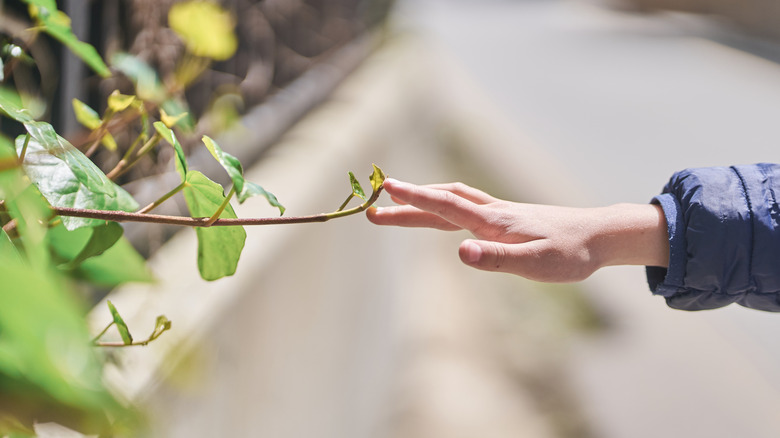 The girl's hand holds a leaf of ivy that has just appeared.
