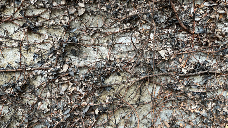 Background of burned leaves and stems vine in front of grey concrete wall