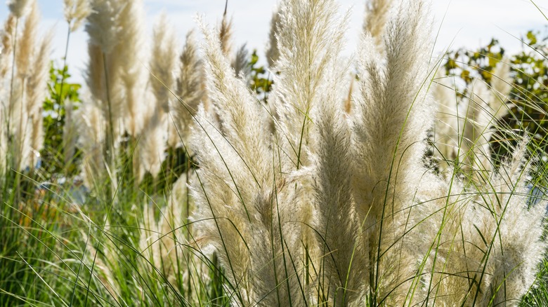 Pampas grass