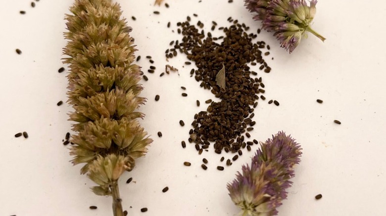 Dried seed heads and black seeds of anise hyssop