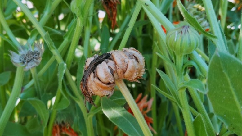Closeup of dried seed pod of a calendula flower