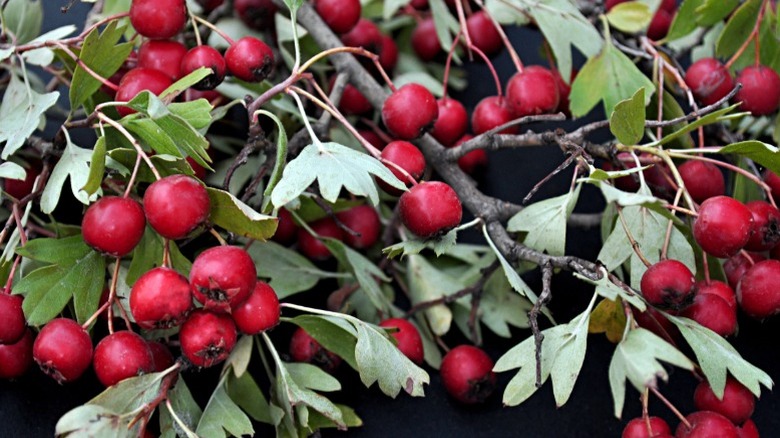 Closeup of red hackberry tree berries