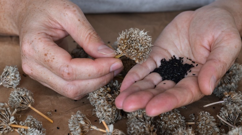 Person collecting seeds from dried flower heads
