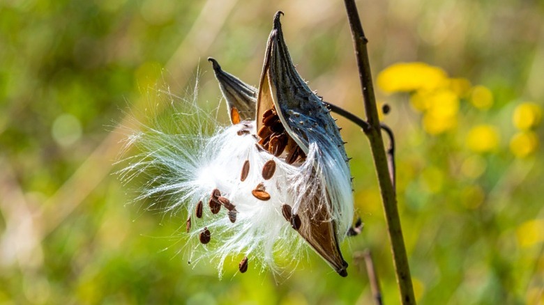 A milkweed seed pod split open