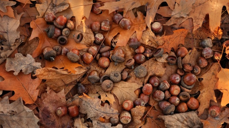 Piles of northern red oak acorns on ground