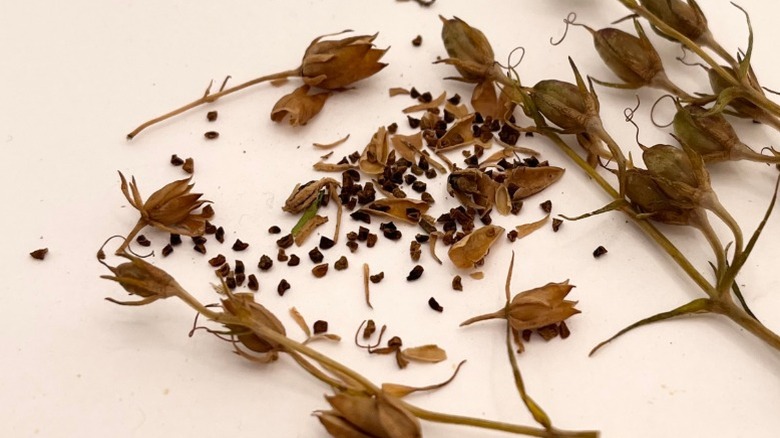 Closeup of dried penstemon stalks and seeds