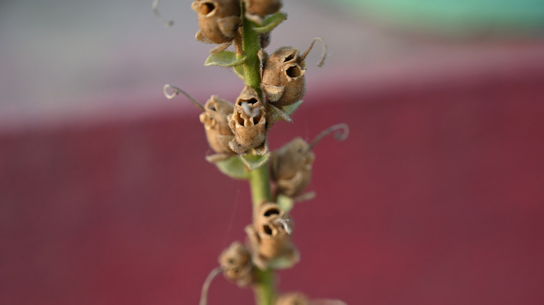Closeup of dried snapdragon seed pods