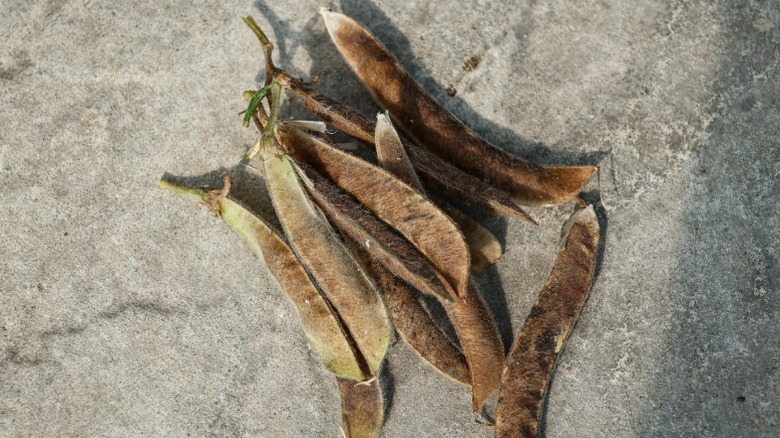 Dried sweet pea pods laying in a pile