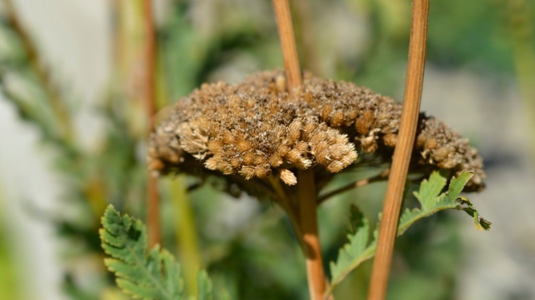 Closeup of an umbrella-shaped yarrow seed head