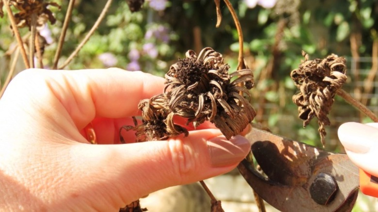 Person cutting off zinnia seedhead