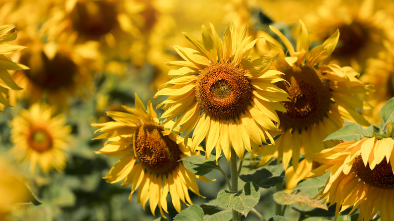 yellow sunflowers