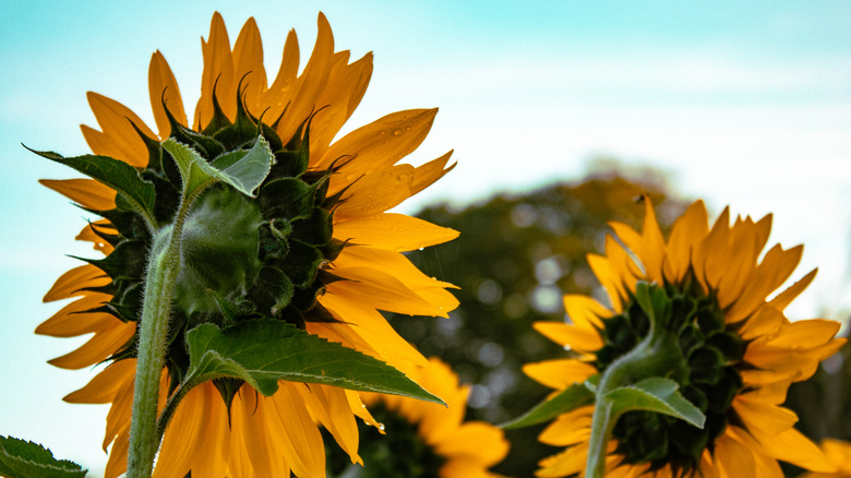 Back of two sunflowers