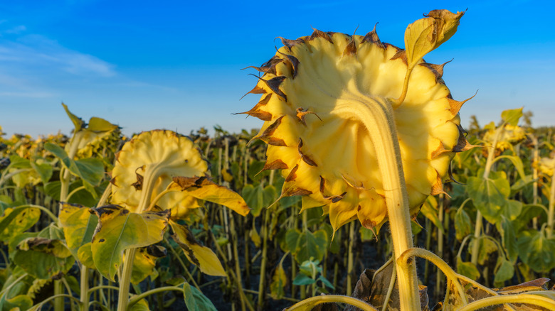 Dried out sunflower back