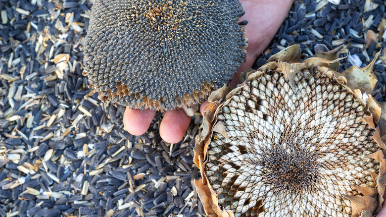 Black and white sunflower seeds on heads comparison