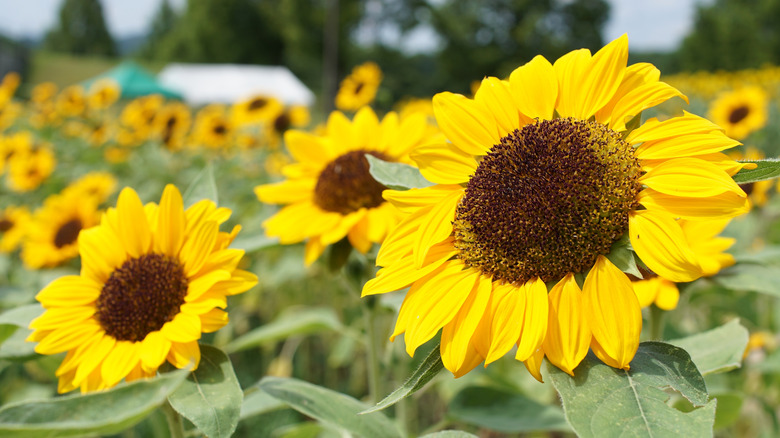Open yellow sunflowers